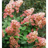 Hortensja bukietowa Pinky Winky