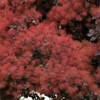 Ostrokrzew "Blue Stallion"