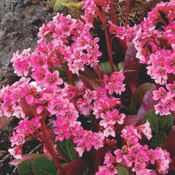 Bergenia "PINK DRAGON FLY"