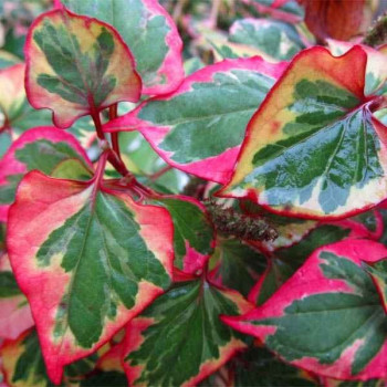 Tułacz Pstry "Chameleon"