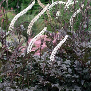 Świecznica (czerniec) "Black Neglige"