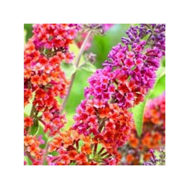 Budleja dawida Flower Power