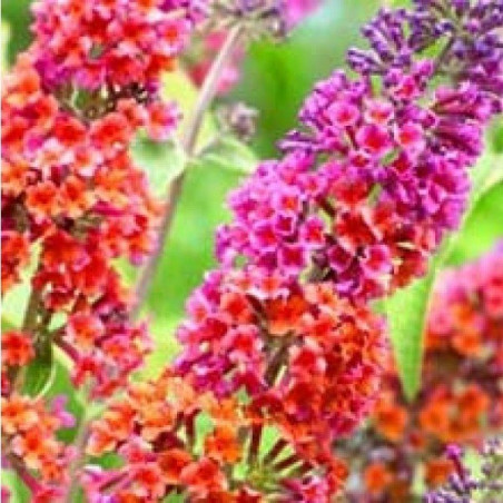 Budleja dawida Flower Power