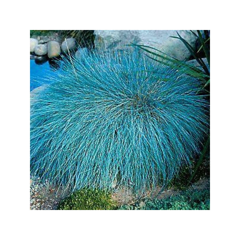 Kostrzewa Sina sklep