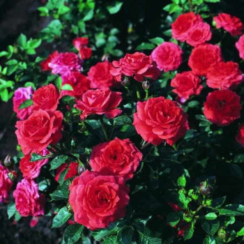 Róża "Miniature Orange"