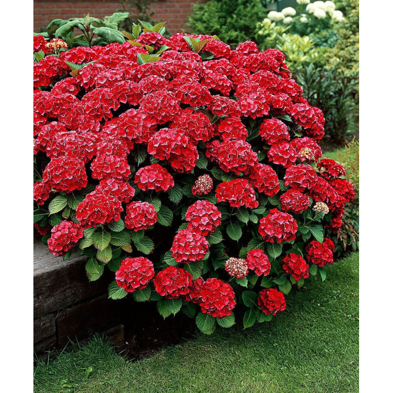 Hortensja ogrodowa Hot Red sadzonka