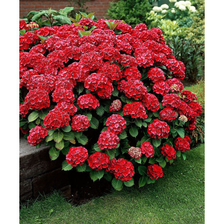 Hortensja ogrodowa Hot Red sadzonka