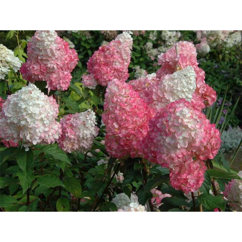 Hortensja bukietowa renhy vanille fraise