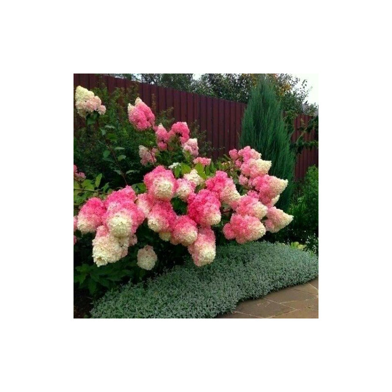 hortensja renhy sadzonka