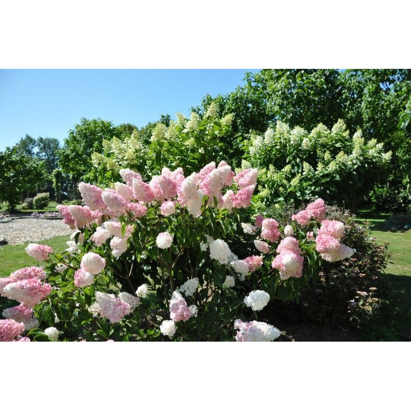 Hortensja bukietowa Renhy Vanille Fraise