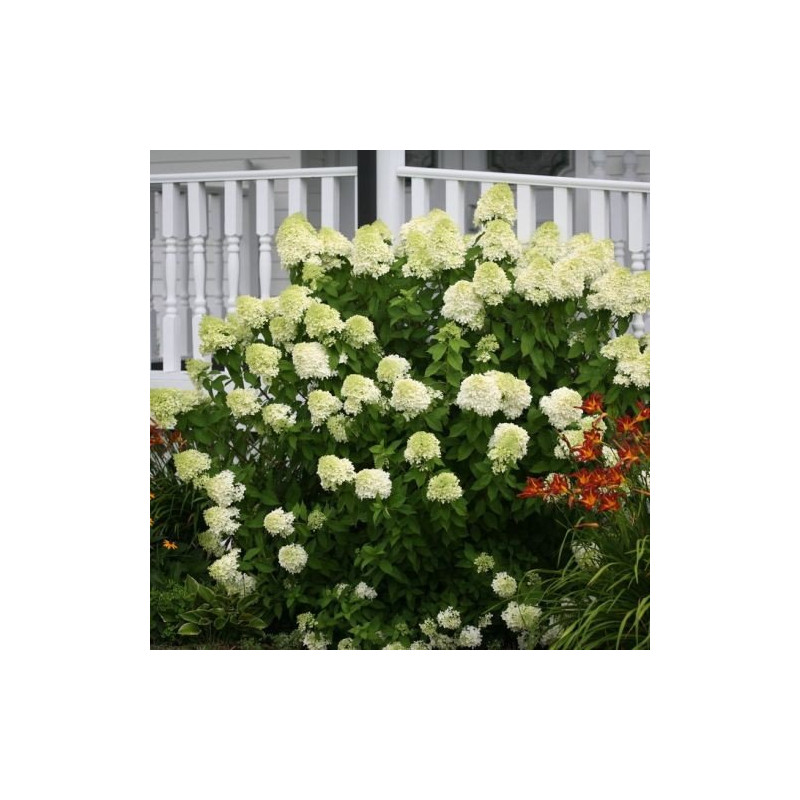 hortensja bukietowa limelight