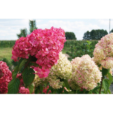 Hortensja bukietowa cena