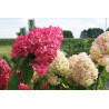 Hortensja bukietowa cena