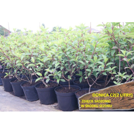 czerwona hortensja bukietowa