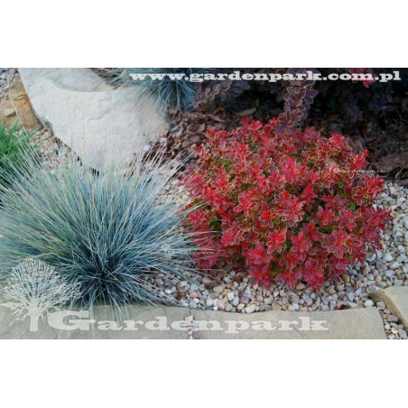 berberys admiration sadzonka