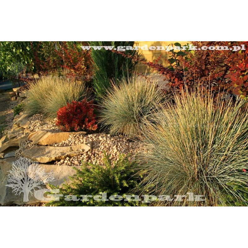 berberys szkółka gardenpark