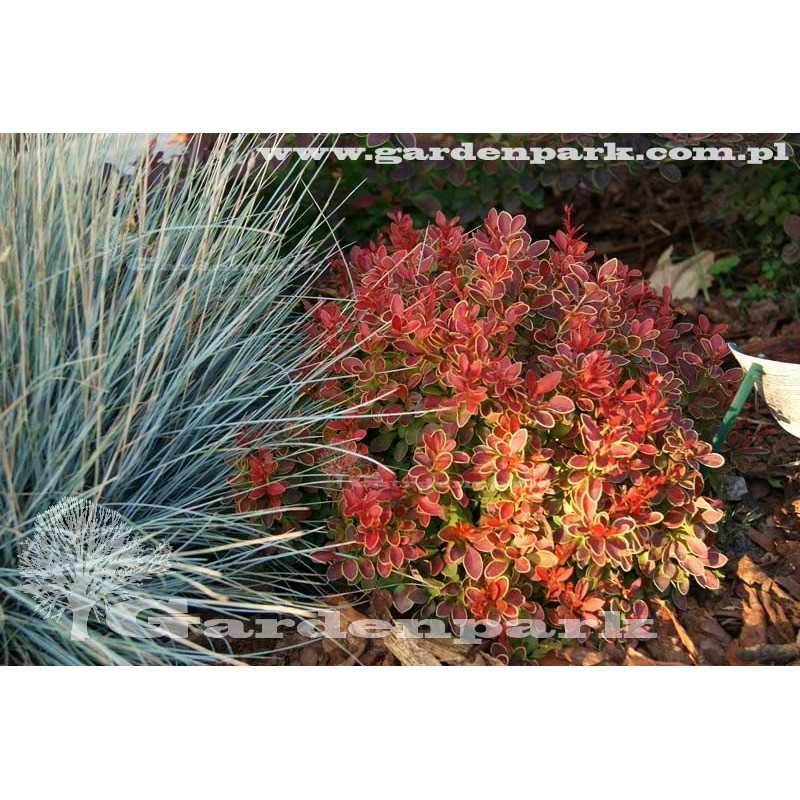 berberys karłowy sklep