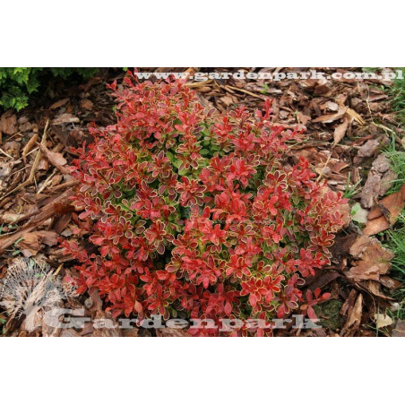 berberys miniaturowy cena