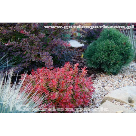 rośliny na niski żywopłot