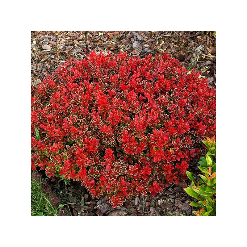 berberys czerwony sadzonka