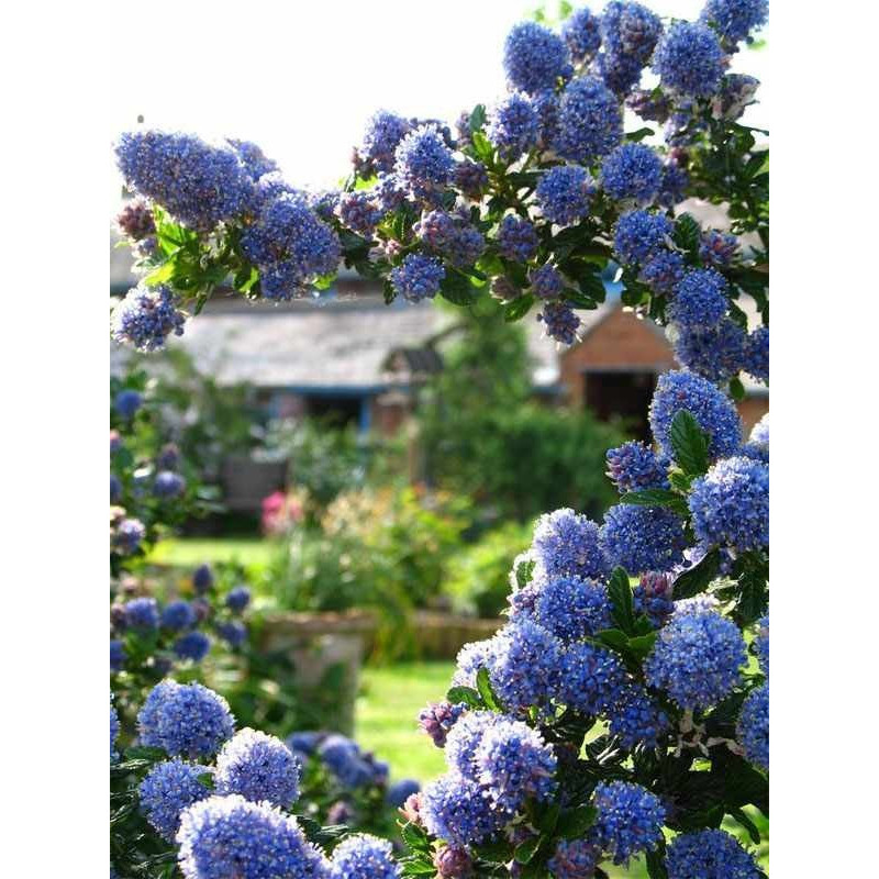 Prusznik  niebieski sadzonki