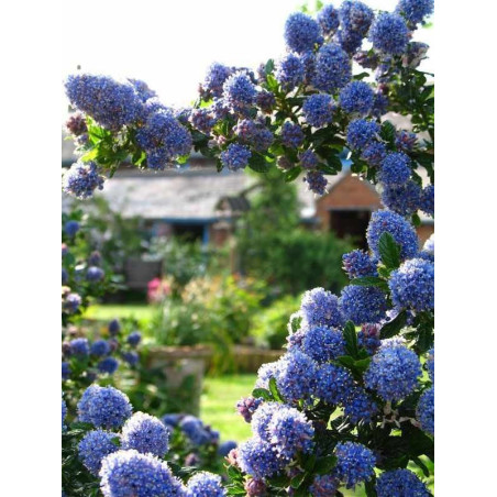 Prusznik  niebieski sadzonki