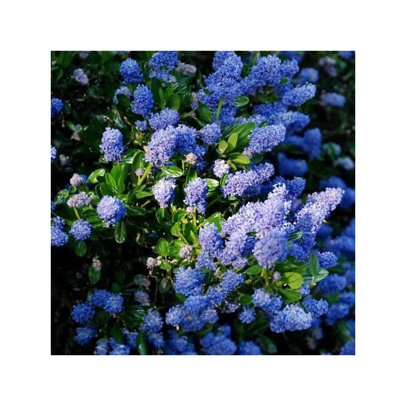 Prusznik Victoria sklep