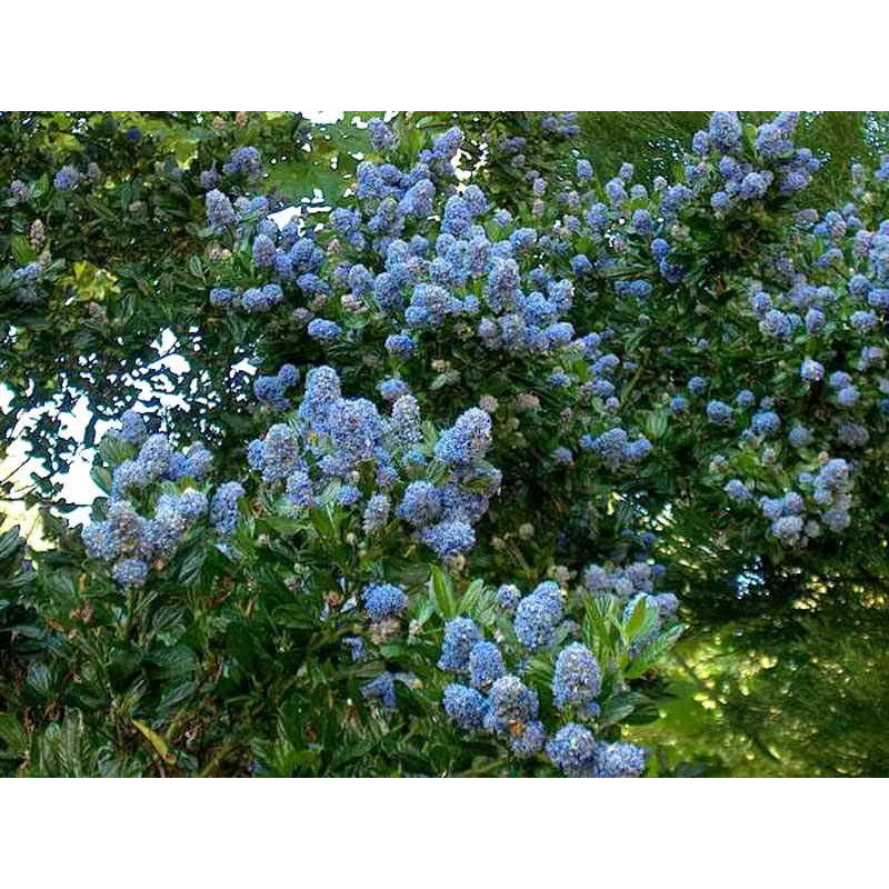 Prusznik Victoria cena