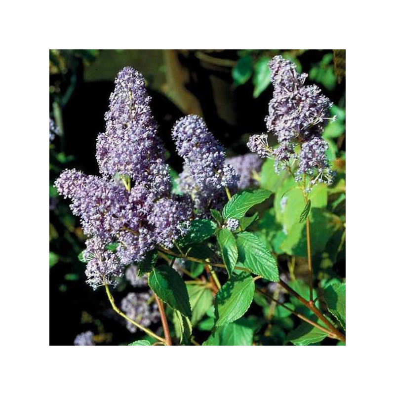 Prusznik sklep online