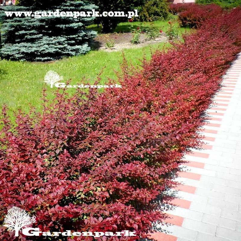 najczerwieńszy berberys