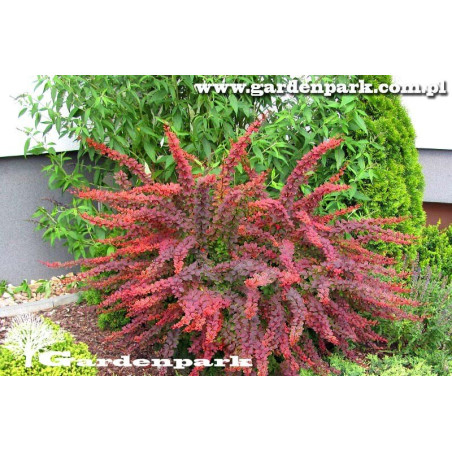 berberys red carpet sadzonki