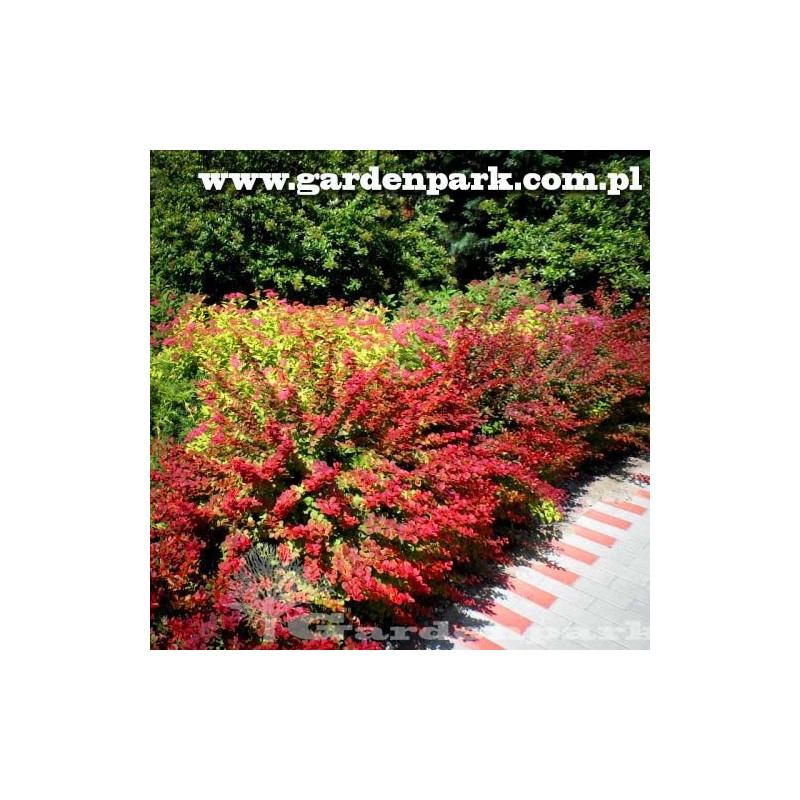 berberys red carpet na żywopłot