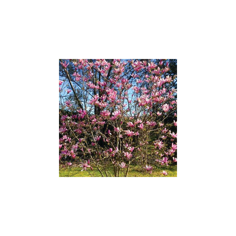 Magnolia Betty sadzonka