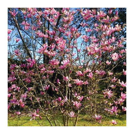 Magnolia Betty sadzonka