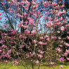 Magnolia Betty sadzonka