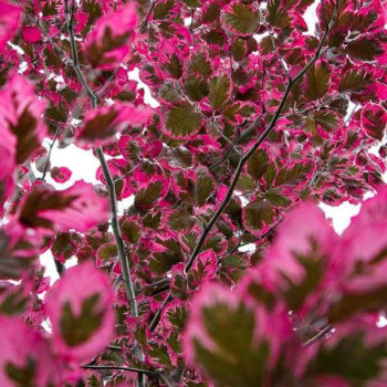 Buk pospolity "Purpurea Tricolor"