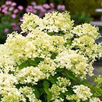 Hortensja bukietowa 'BOMBSHELL'®