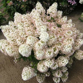 Hortensja Bukietowa 'BOBO' PBR - Sadzonka 2 -letnia