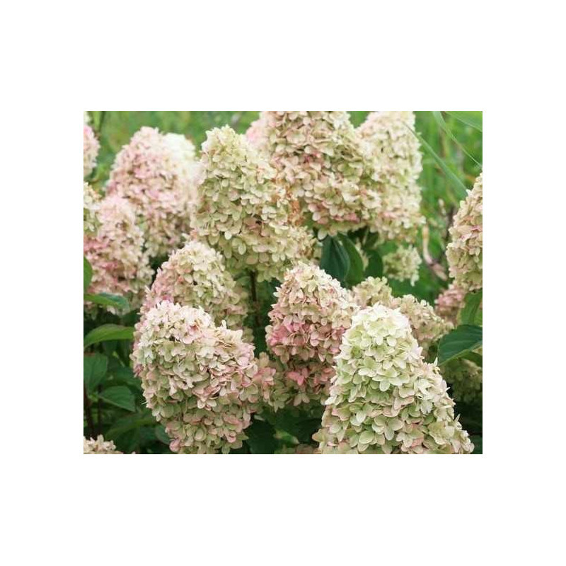 Hortensja bukietowa Magical Candle