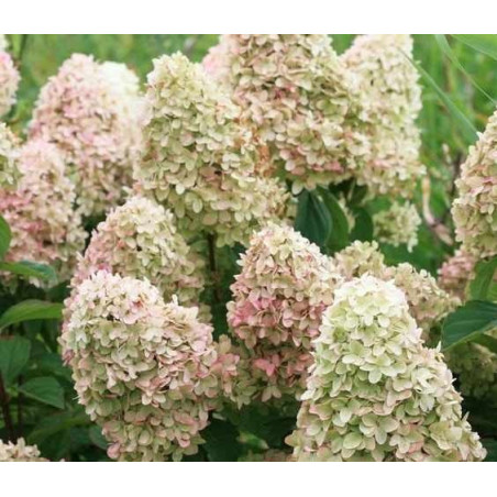 Hortensja bukietowa Magical Candle