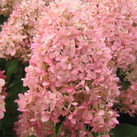 Hortensja bukietowa Magical Candle