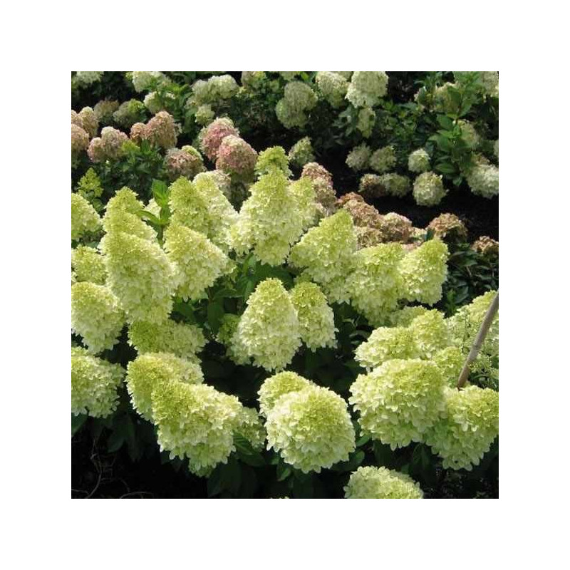 Hortensja Magical Candle sklep