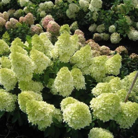 Hortensja Magical Candle sklep