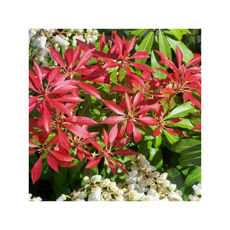 Pieris japoński Mountain Fire cena