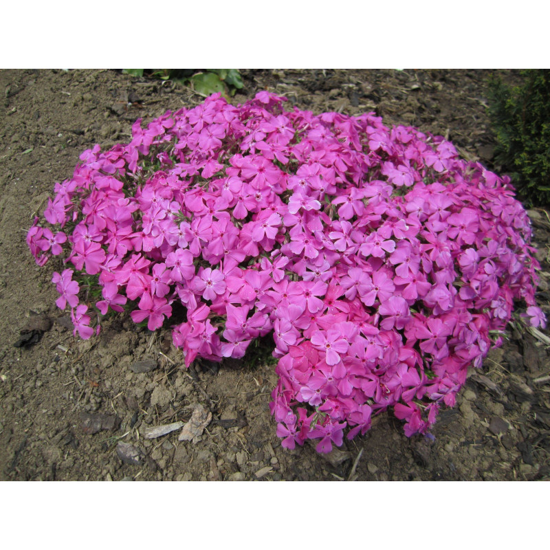 Floks Mcdaniel's Cushion