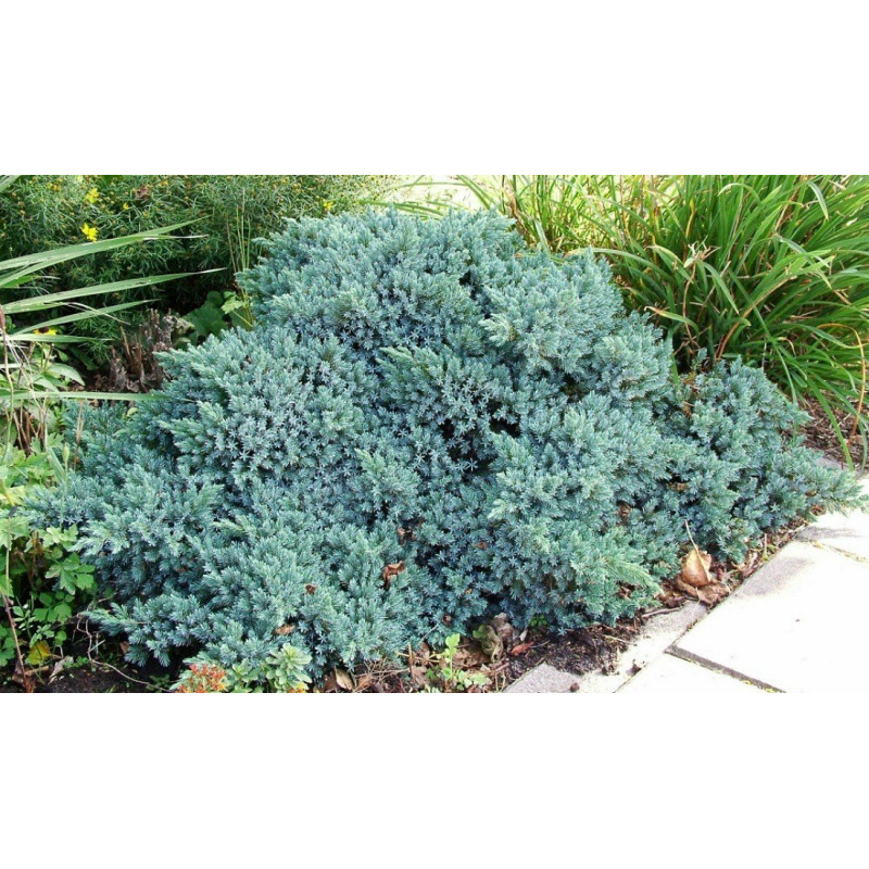 Jałowiec blue star cena