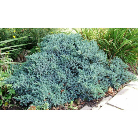 Jałowiec blue star cena