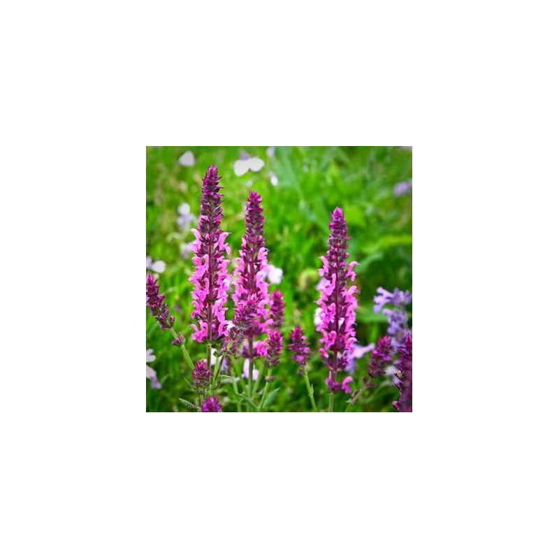 szałwia różowa cena