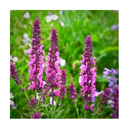 szałwia różowa cena