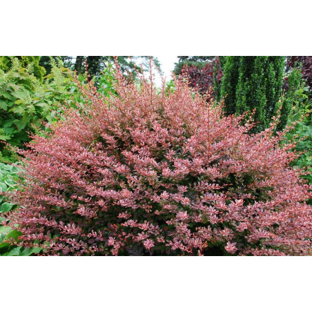 berberys rose glow sklep online